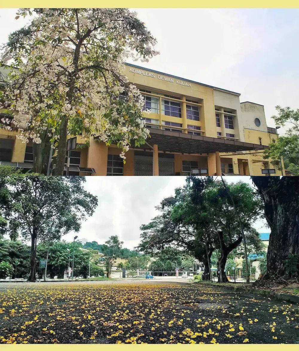 马来西亚马来亚大学 马来西亚马来亚大学