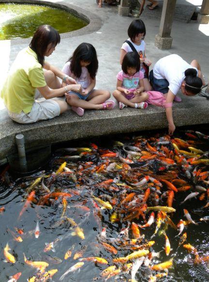 新加坡13个农场大盘点，溜娃周末休闲游最合适~