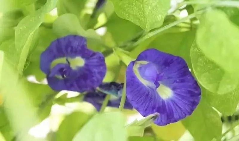 【必买手信】盘点15种超美味的本地特色糕点~