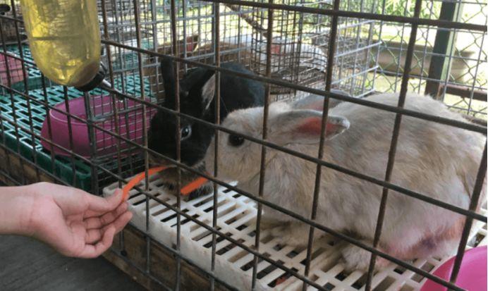 新加坡13个农场大盘点，溜娃周末休闲游最合适~